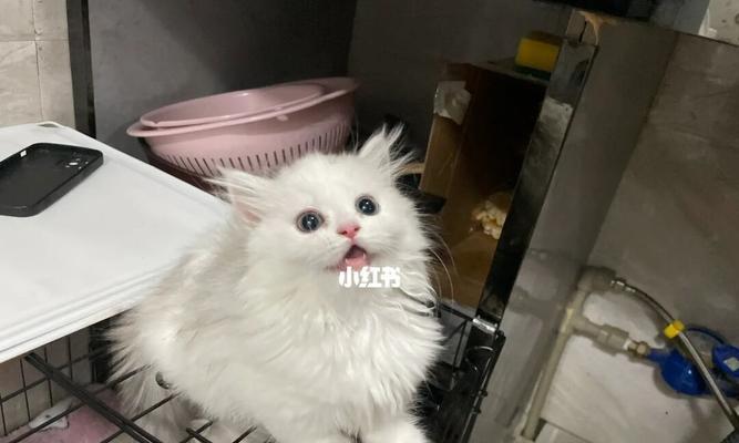 八个月大的猫可以生小猫吗（探究猫咪生育期）