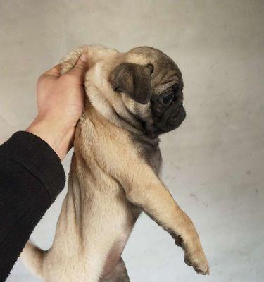 以巴哥犬为主的肉食饮食计划（每日饮食量）