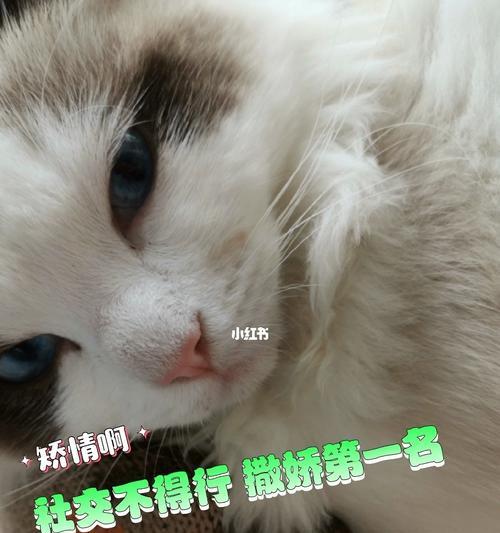 禁锢爱——关于以关起猫咪撒娇的行为（宠物爱无边）