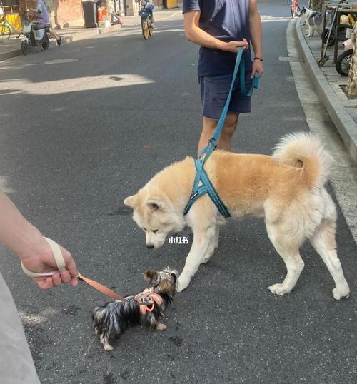 半岁小狗睡外面的利与弊（宠物犬在夜晚睡觉的选择和安全问题）