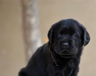 包头拉布拉多猎犬——宠物中的“黄金猎犬”（拥有拉布拉多猎犬）