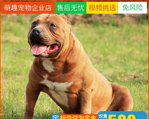 比特犬长湿疹应该怎么办（宠物湿疹的预防与治疗）