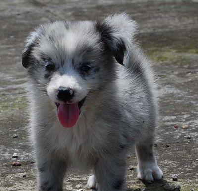 边境牧羊犬和巧克力的致命危险（宠物主人必须知道的巧克力中毒知识）