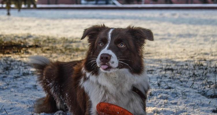 边牧羊犬与阿拉斯加交配的探究（探寻混血宠物的特点与养护方法）