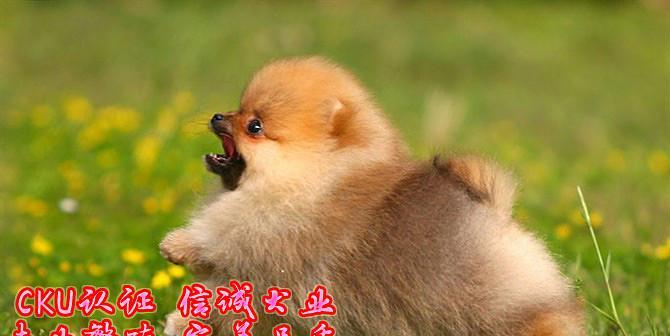 宠物狗养殖之博美篇（了解博美犬的特点）