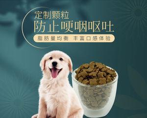 怎么选博美狗幼犬粮，为你的宠物带来健康营养？