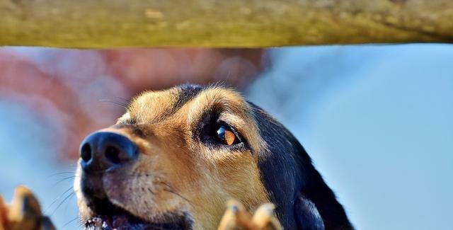 宠物狗打完狂犬疫苗后为何兴奋异常（狂犬疫苗注射后狗狗行为异常的原因分析）