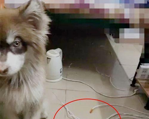 宠物狗得了犬瘟怎么办（睡地上会传染吗）