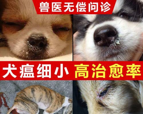 狗狗的犬瘟不停叫，如何解决（养狗必读——如何让狗狗不再叫闹）