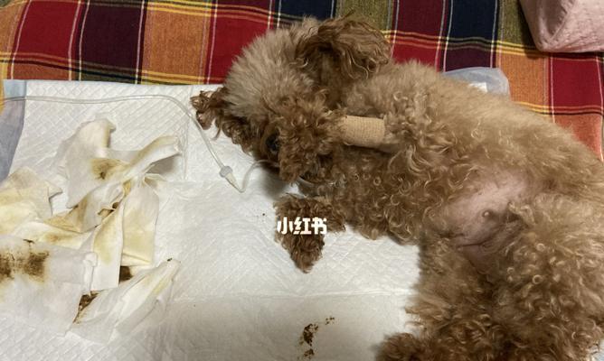 狗狗的胰腺——重要器官探秘（了解狗狗胰腺的结构和功能）