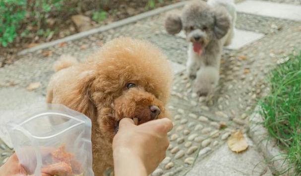 狗狗为什么会发抖呕吐食物（宠物主人需要了解的相关知识）