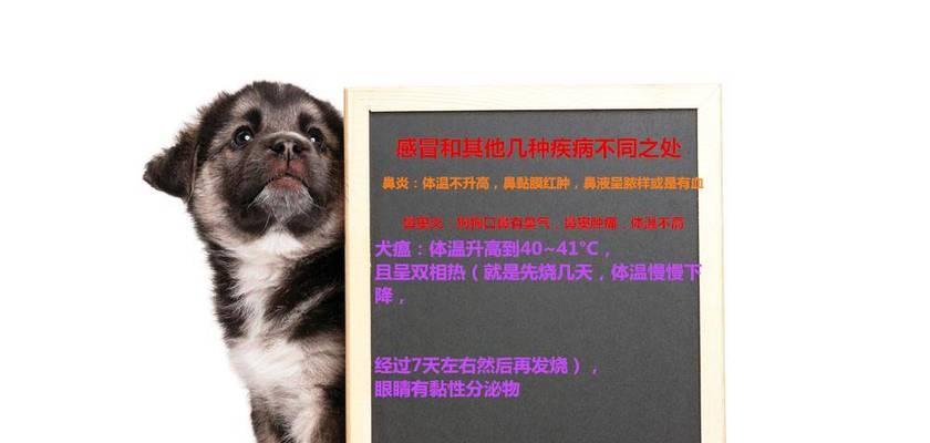 狗狗的感冒和犬瘟——区别和治疗方法（宠物狗的健康问题）