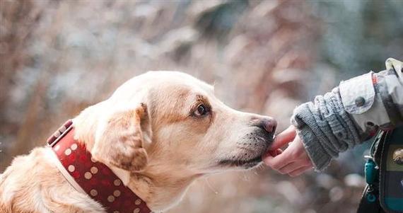 狗狗患狂犬病处理方法详解（以宠物为主）