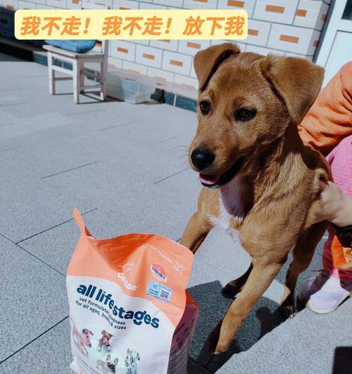 老年犬狗粮的必要性（从几岁开始给狗狗吃老年犬狗粮）