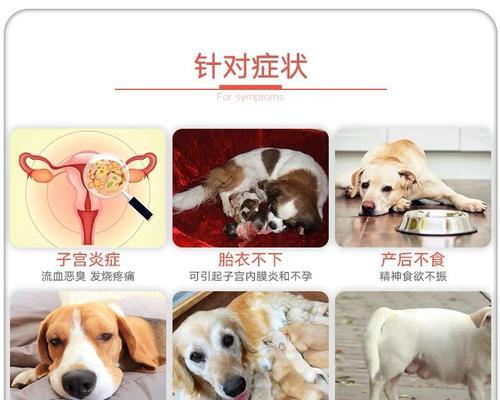 狗狗交配后子宫清理方法详解（如何正确清理母犬子宫）