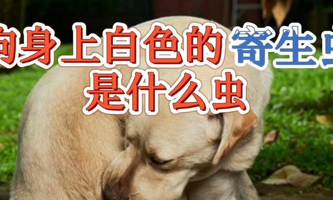 狗狗白虫子的危害与预防方法（如何保护宠物健康）