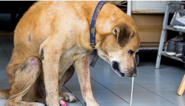 犬瘟后狗狗四肢无力，如何照顾？以宠物为主