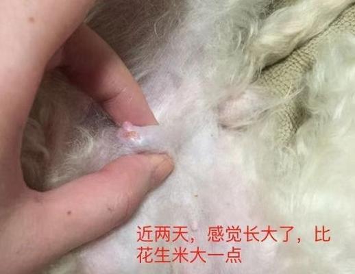 狗狗乳头旁硬块老是挠，可能有哪些原因？关注宠物健康