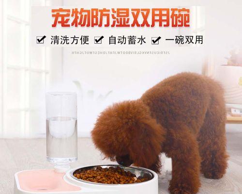 狗狗三个月应该吃多少？掌握宠物饮食技巧