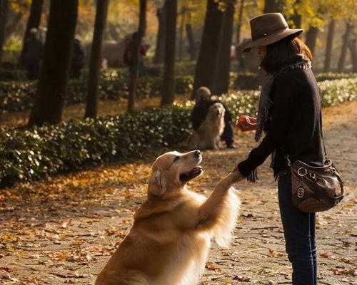 狗狗的出门之旅，合适的时间和注意事项有哪些？宠物犬的生活不完整没有外出散步