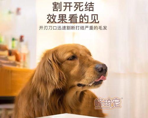 狗狗梳毛出血了怎么办？遇到狗狗梳毛出血的处理方法