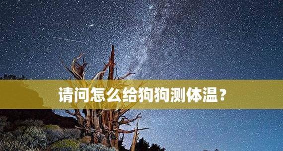 狗狗术后体温低该如何处理？以宠物为主