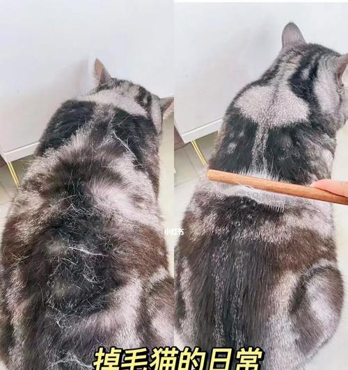 如何有效防止猫咪毛发打结（宠物爱护必备）