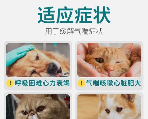 猫咪的气管炎——预防和治疗的必知知识（详解猫咪的气管炎症状和治疗方法）