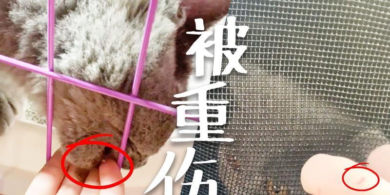 「猫咪腿部烂洞」的成因与治疗（探究宠物猫腿部烂洞的常见原因）