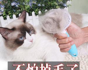 揭秘猫咪的脱毛季节（猫咪的脱毛季节到底是什么时候）