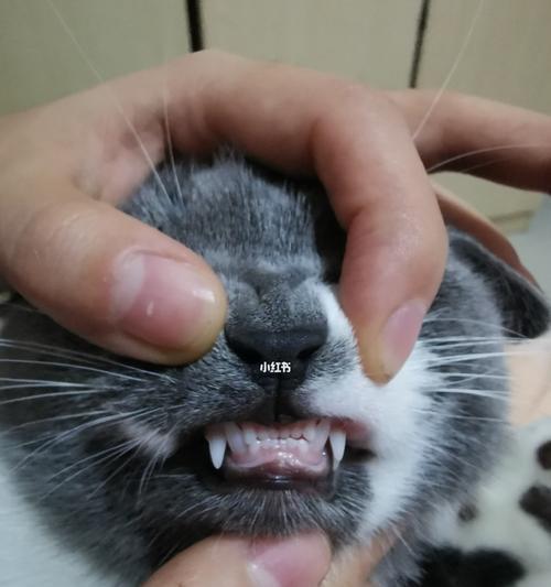 如何保护宠物猫咪的牙齿健康