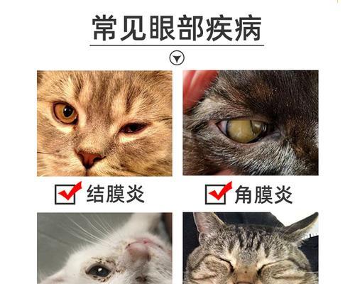 猫咪滴眼药水的正确使用方法（以宠物为主）