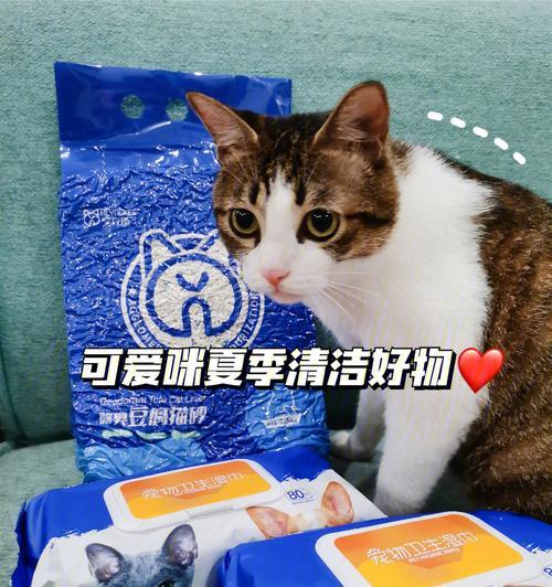 猫咪淀粉酶高的注意事项（宠物健康与营养的重要性）