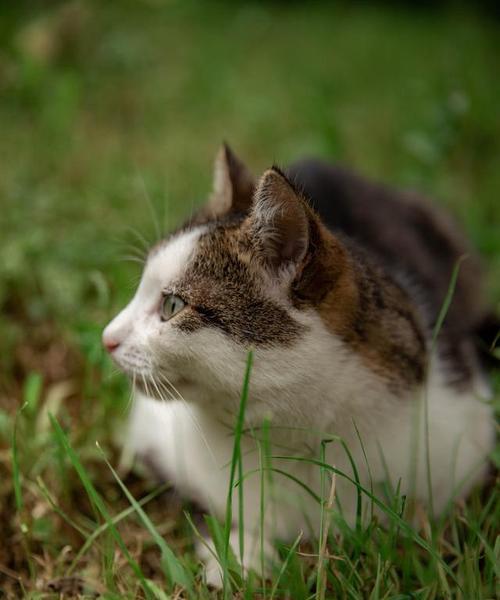 宠物猫是否喜欢吃麦草（猫咪的健康需要）