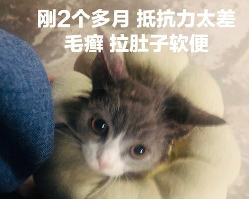 猫咪肚泻——原因、治疗和预防方法（宠物主人必看的猫咪拉肚便血知识）