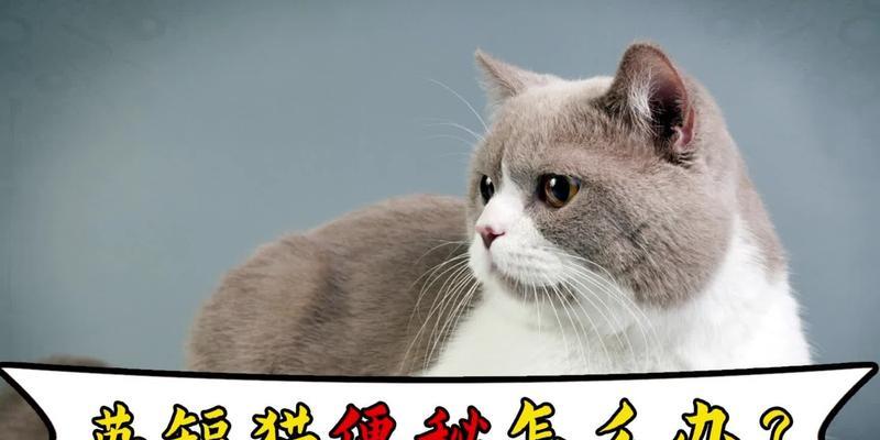 宠物猫肚胀便秘怎么办（解决宠物猫便秘的有效方法）