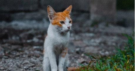 猫咪的生物钟——黑天白天的概念探究（宠物猫如何适应黑夜白天）