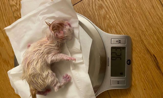 掌握猫咪的排泄规律，让宠物更健康（掌握猫咪的排泄规律）