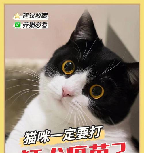 猫咪打疫苗，何时为宜（宠物健康保障）