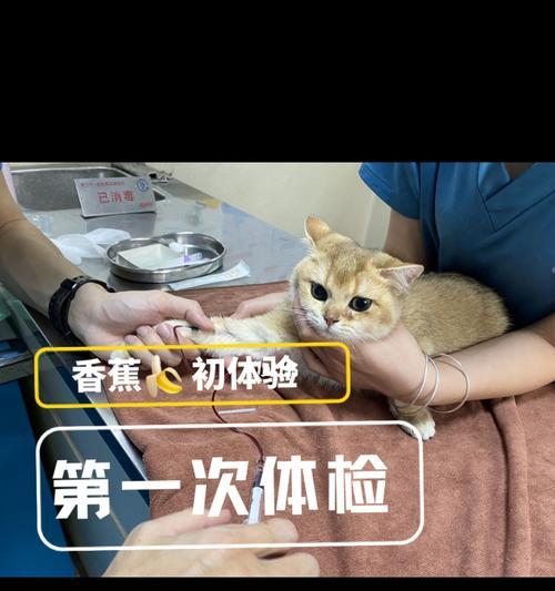 宠物猫咪每年多少岁需要做体检（宠物猫咪每年多少岁需要做体检）