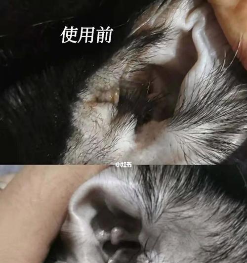 揭秘猫咪耳朵后面的小疙瘩（了解猫咪身体状况的重要性）