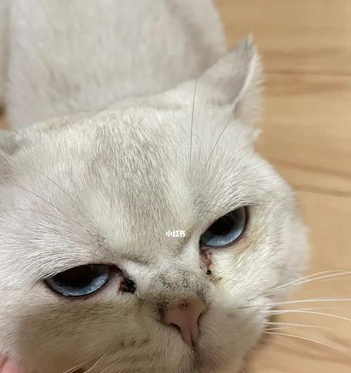 揭秘猫咪耳朵里的红褐色油耳朵（揭开猫咪耳朵里红褐色油耳朵的神秘面纱）