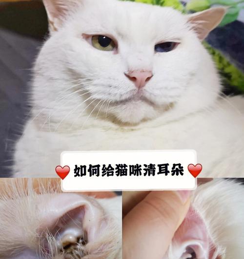 如何应对宠物猫咪耳朵疼痛（从症状到治疗）