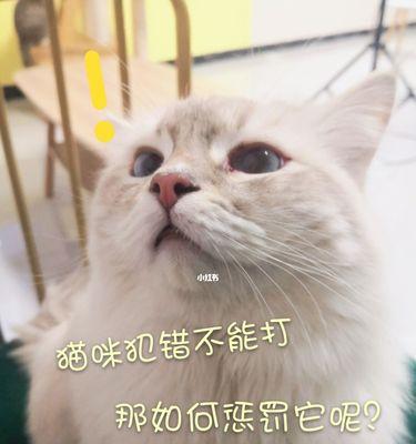 宠物猫犯错怎么办（用正确的方法调节宠物猫咪的行为）