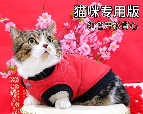 如何防止猫咪掉毛（以宠物为主）