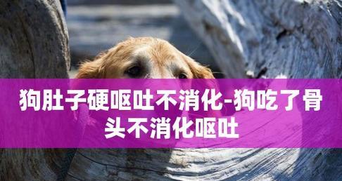 猫咪不吃东西的原因及应对方法（宠物健康重要）