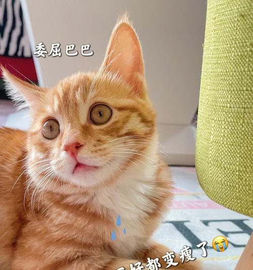 猫咪感冒了怎么办（宠物药品选择与护理）