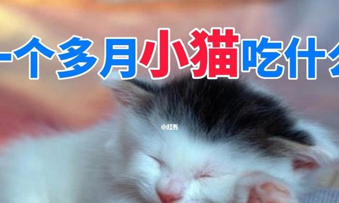 猫咪长牙了，该怎么喂养（以宠物为主）