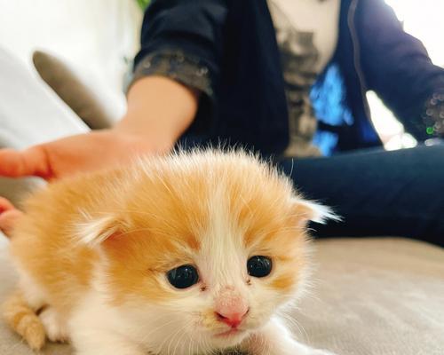 揭秘猫咪跟着人走路喵喵叫的原因（解析宠物猫咪陪伴人类的行为特征）