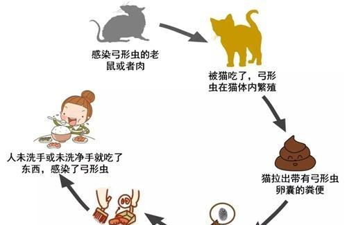 如何预防猫咪弓形虫感染（掌握正确的预防方法）